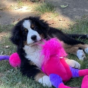 Meet your Posher, Kayc